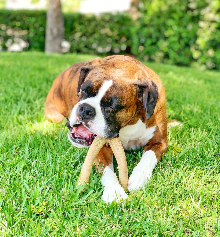 Wishbone Barkbone - Nylon Chew Toy for Aggressive Chewers - Peanut Butter Flavor - 6.75"