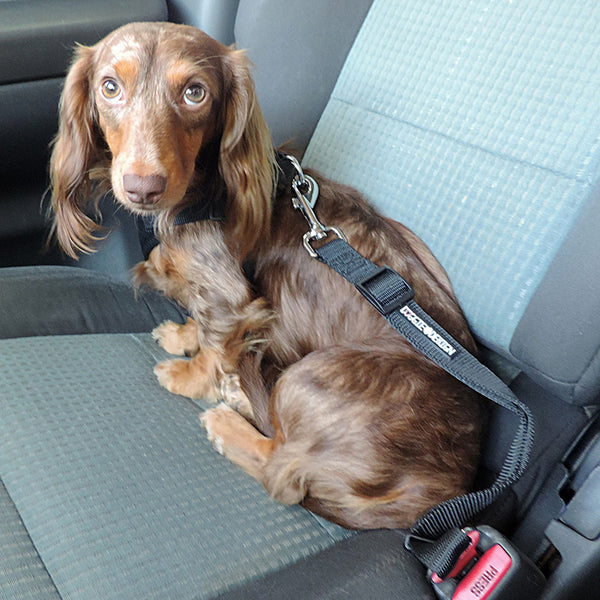Dog Seat Belt Leash Strap