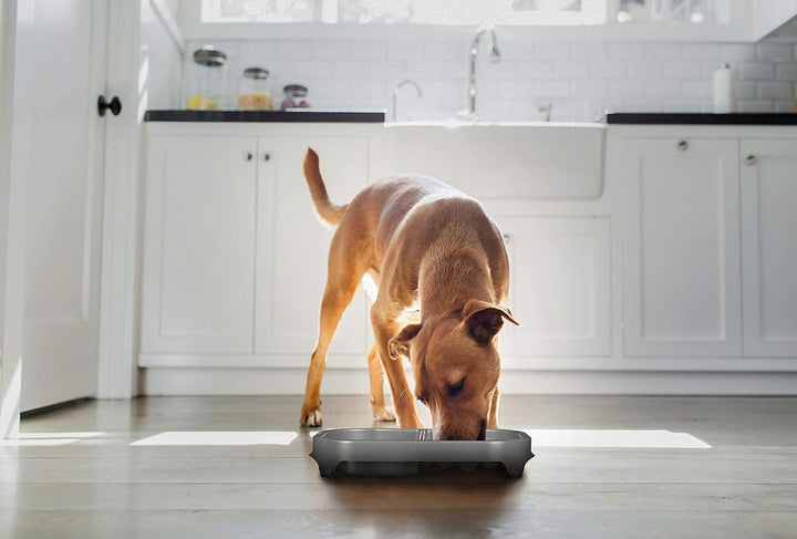 Slow Feeder - Fun, Healthy, Stress Free Dog Bowl Helps Stop Bloat Prevents Obesity Improves Digestion 